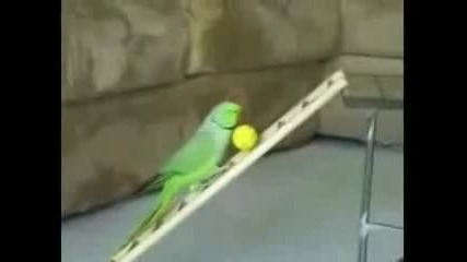Изумителен папагал 