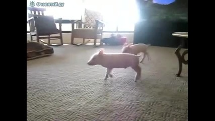 Куче срещу прасенца