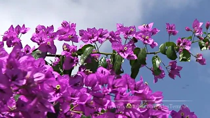 Hd Nature Test 