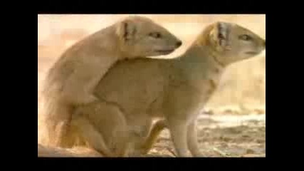 Animals mating (funny music) 