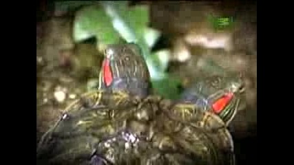Weird True & Freaky - Wtf - Civet Poop Coffee