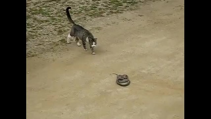 Тази котка наистина е смела