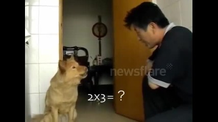 Стопанин показва че кучето му е математик !