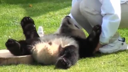 bebe panda pie butilka mliako