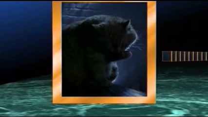 National Geographic - Тайните на домашната котка (бг Субтитри) 