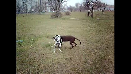 Ария на 5 месеца 
