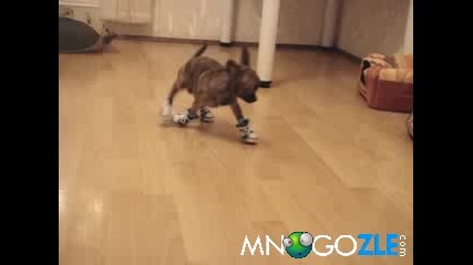 Кучета с кецки 