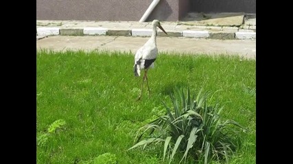 щъркел 23.04.2010 