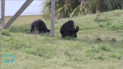 New York Judge Says Chimpanzees May Have Legal Rights Someday, But Not Now