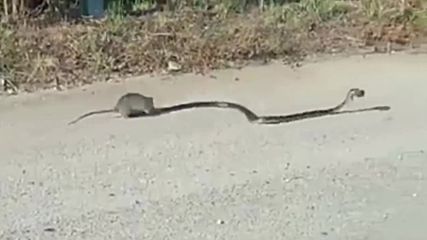 Спираща дъха гледка!!! Майка Мишка спасява малкото си мишле от змия!