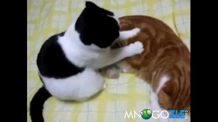 Сладурски котешки масаж