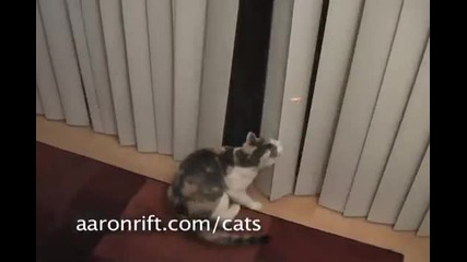 Omg Cats vs Laser Pointer 