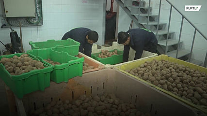 First ever female-run French fries factory opens in Gaza