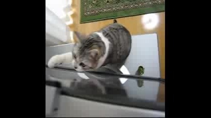 Котка Играе Футбол За Да Впечатли Любимата Си