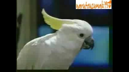 говорешти папагали - wazap