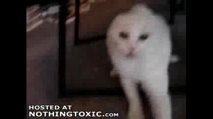 very angry demon cat