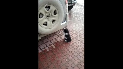 Коте токсикоман