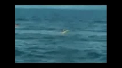 Killer Whale Smashes Kayak