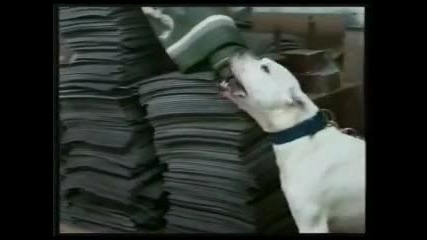 Най - Здравата Охрана Dogo Argentino