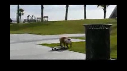Куче кара skateboard
