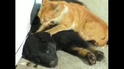 Коте масажира куче ^^