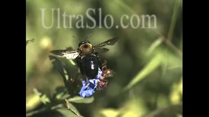 Забавено движение на крилата на пчела