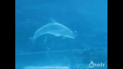Изумително! Делфини си играят с въздух под водата!