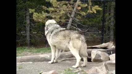 Wolf Howling