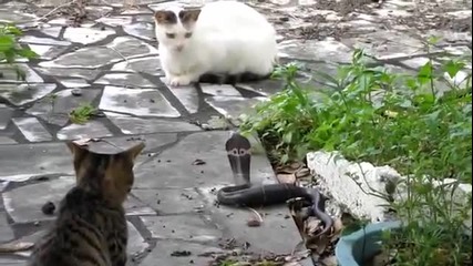 Котка срещу кобра