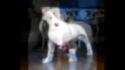 Dogo Argentino Breed