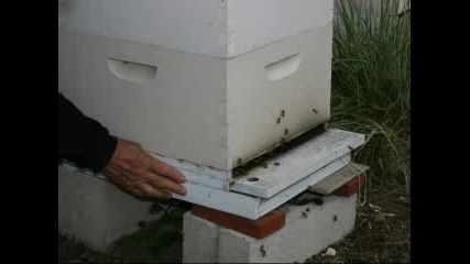 Anatomy Of A Bee Hive