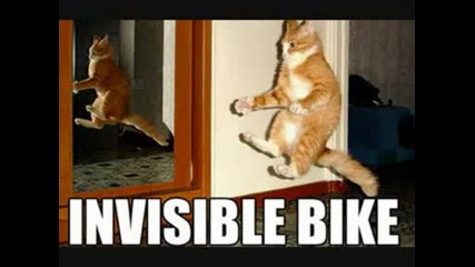 Very Funny Cats!