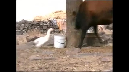 луда гъска напада крава 