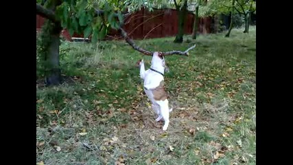 Dog Vs Branch