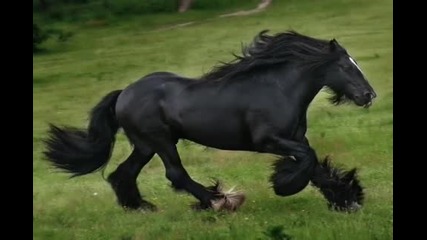 Coates Gypsy Stallions 