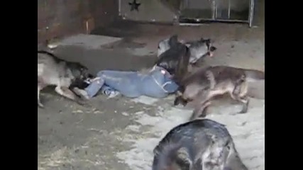 Вълци разкъсват човек!!!!! 18+ :d
