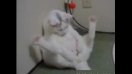 funy cat.flv