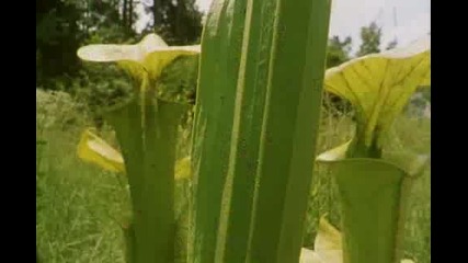 Bbc David Attenboroughs - The private life of Plants (1995) - Growing Part 2