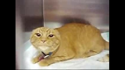 Very Angry Cat - Funny