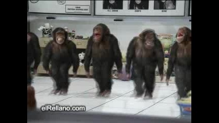 Танцуващи Маймуни