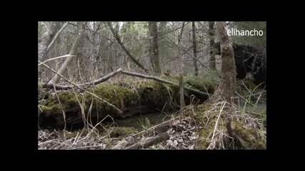 Черна мечка с малките си ( Planet Earth )