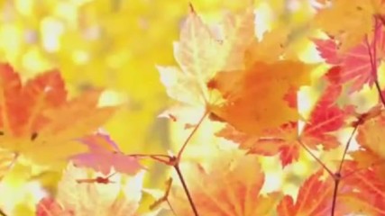 Autumn Love - Есенна любов