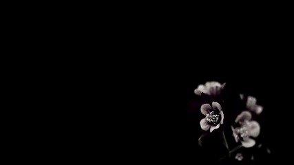 Lzn02 - Romance