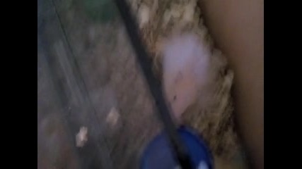 hamsterat monti