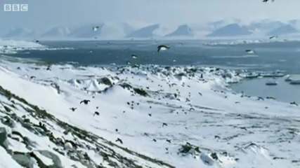 Красотата на Пингвините !!