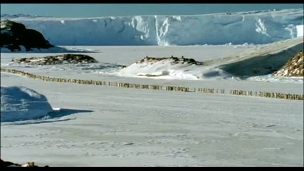 Пингвини в Арктика 