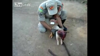 Куче Си Е Заклещило Главата 