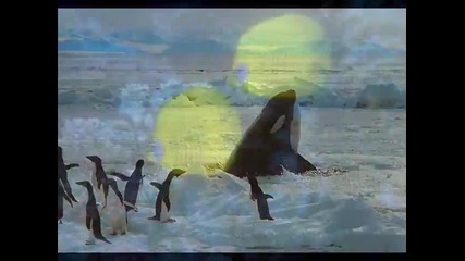Прекрасни животни