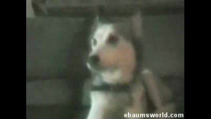 кутре казва hello 