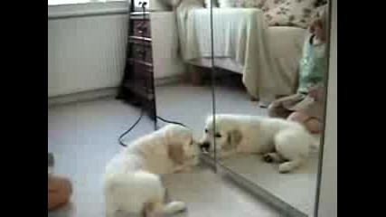 Сладко Кученце Има Близначе... В Огледало